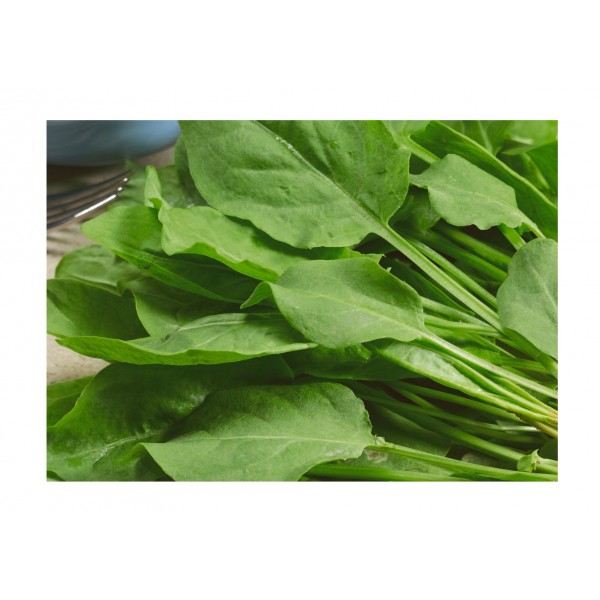 Kings Herb Sorrel  French