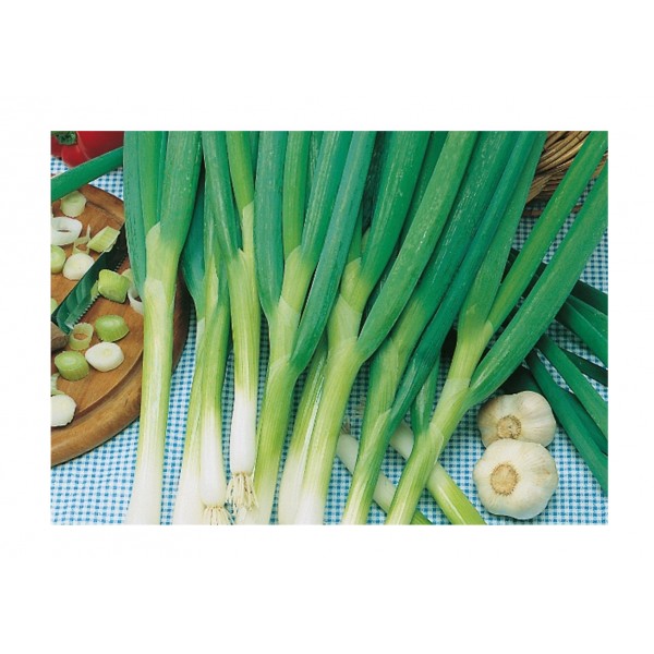 Kings Spring Onion - Ishikura