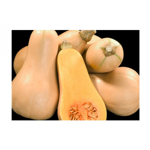 Kings Squash Winter Butternut Hunter F1