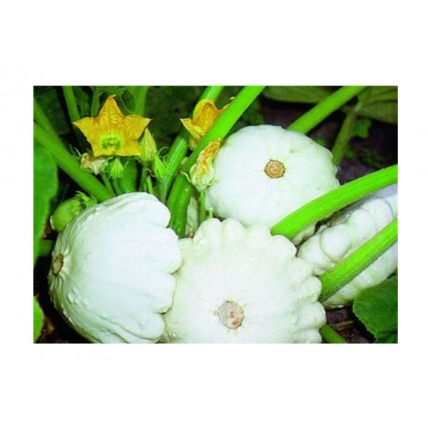 Kings Squash Patty Pan  Custard White