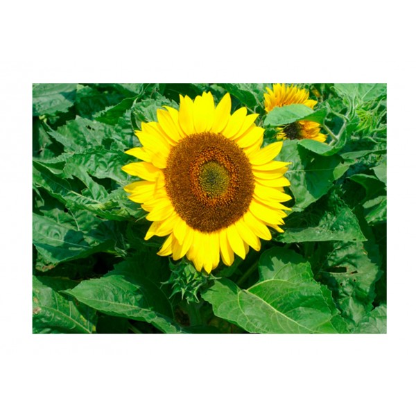 Kings Sunflower Bambino
