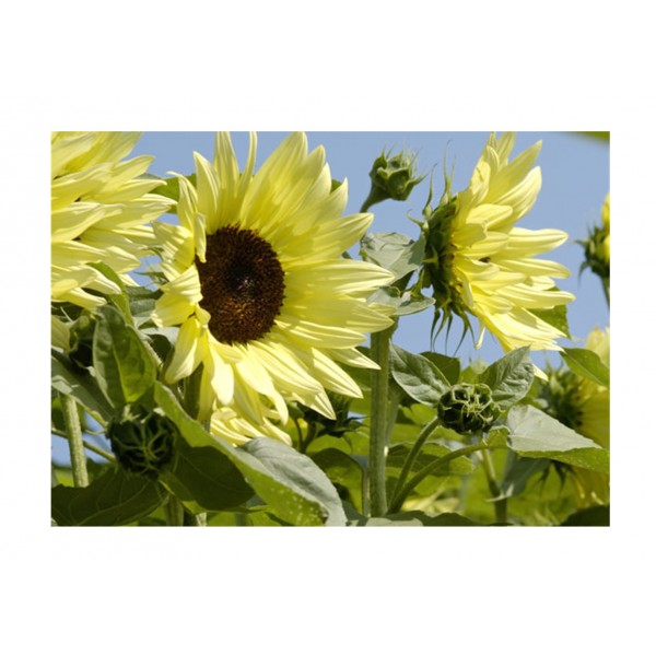 Kings Sunflower Buttercream F1