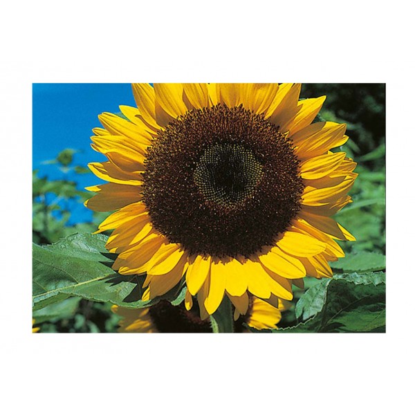 Kings Sunflower Giant Single