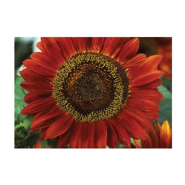 Kings Sunflower Red Sun