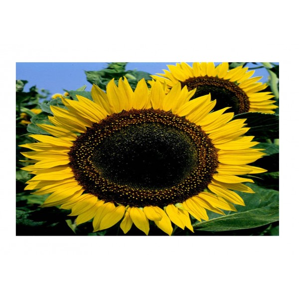 Kings Sunflower Taiyo