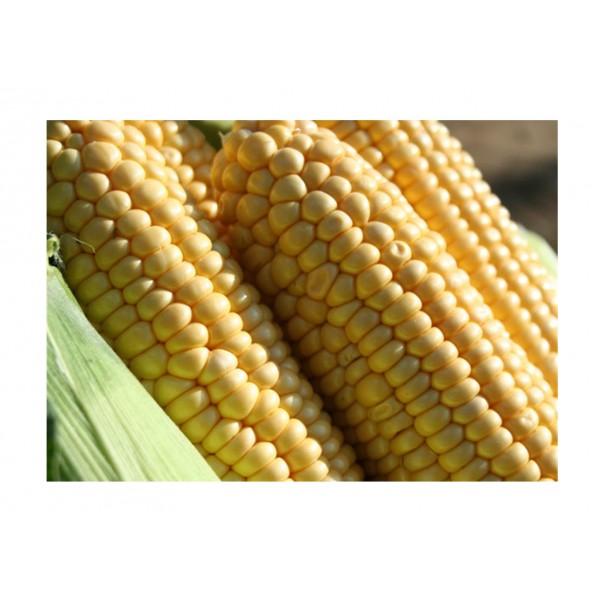 Kings Sweet Corn Earlibird F1