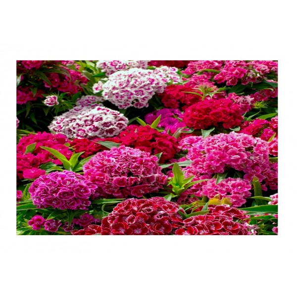 Kings Sweet William Crown Double Mixed