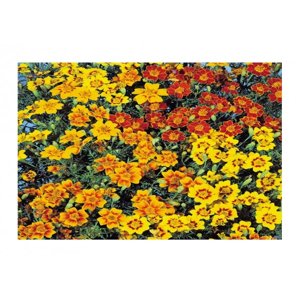 Kings Tagetes Starfire