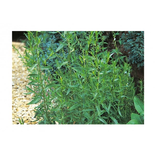 Kings Herb Tarragon  Russian