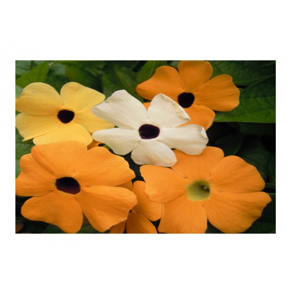 Kings Thunbergia Alata Mixed Black Eyed Suzie