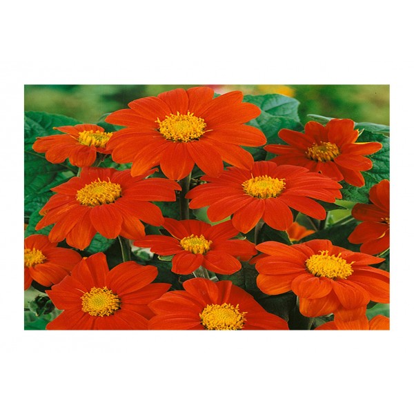 Kings Tithonia Torch