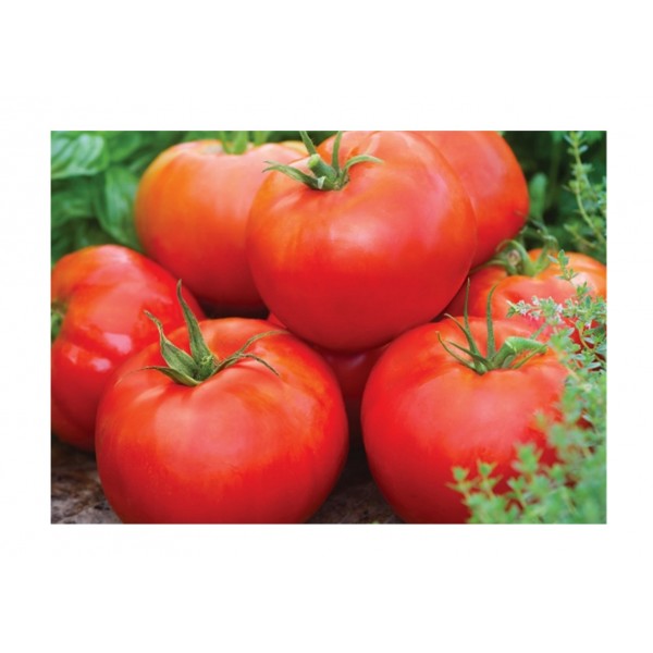 Kings Tomato Big Daddy