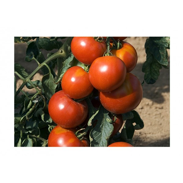 Kings Tomato  Fandango