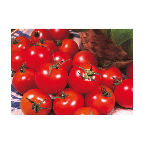 Kings Tomato Gardeners Delight