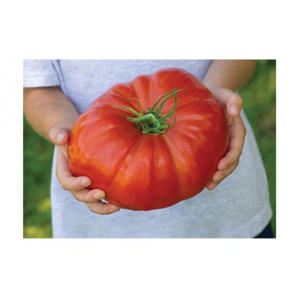 Kings Tomato Gigantomo