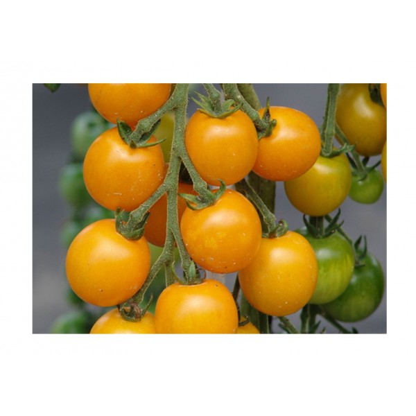 Kings Tomato Golden Crown