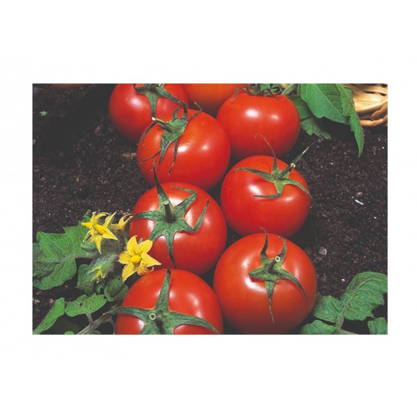 Kings Tomato Harbinger