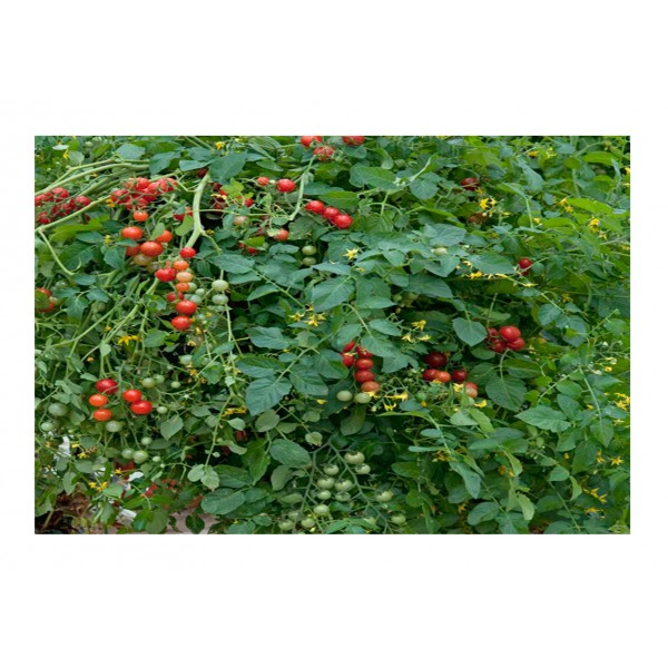 Kings Tomato Micro Cherry