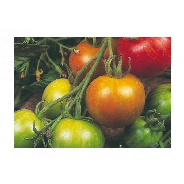 Kings Tomato Tigerella