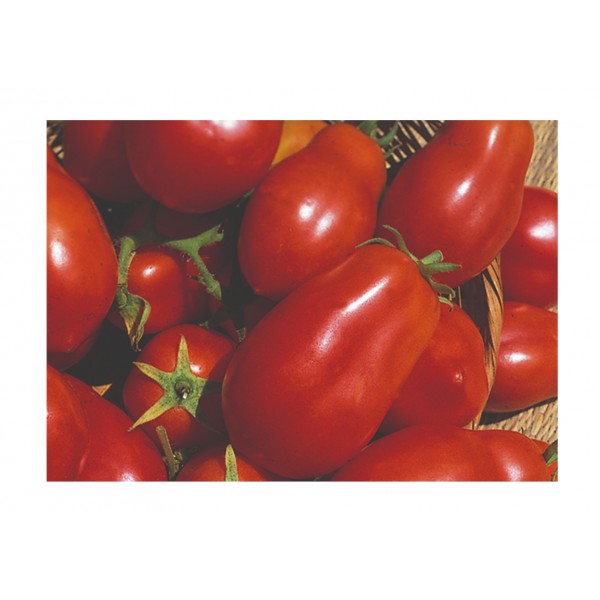 Kings Tomato San Marzano Red Plum