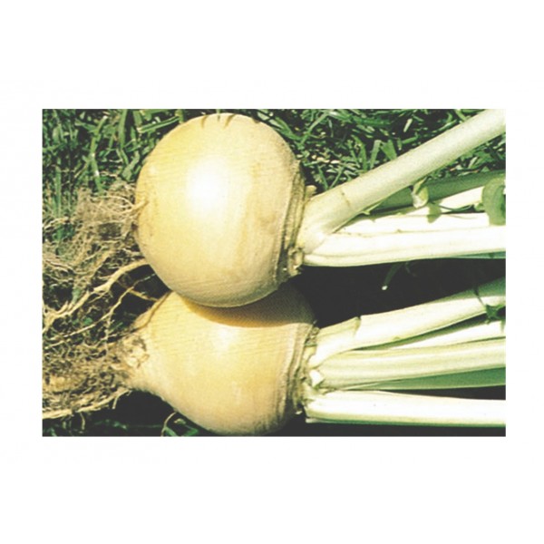 Kings Turnip Golden Ball