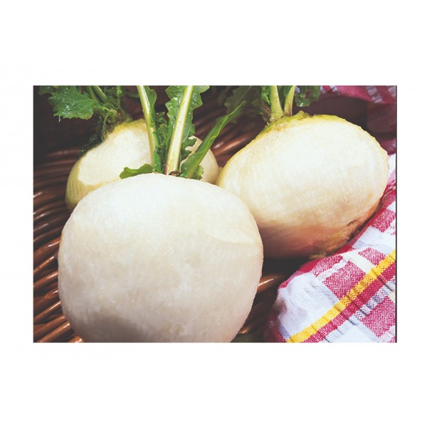 Kings Turnip Snowball