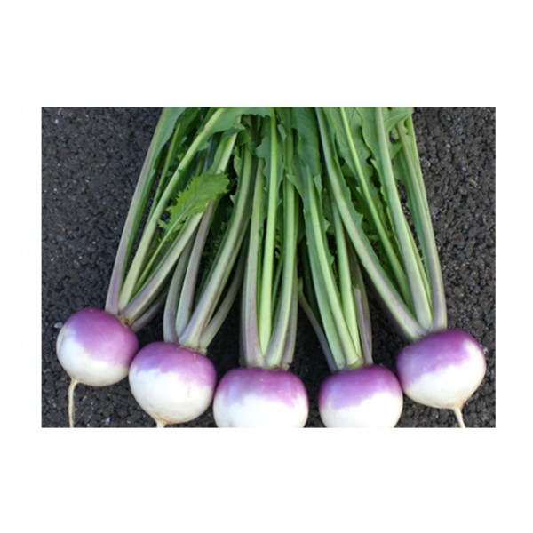 Kings Turnip Sweetbell