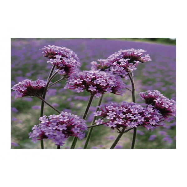 Kings Verbena Bonariensis