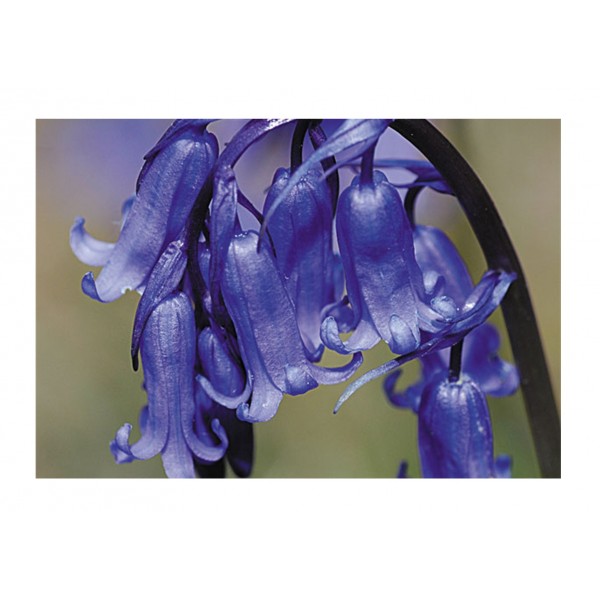 Kings Wild Flower Bluebell