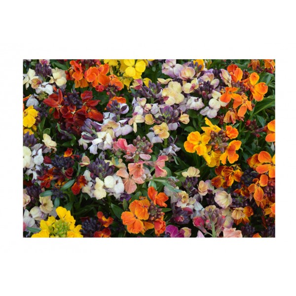 Kings Wallflower Persian Carpet Mixed