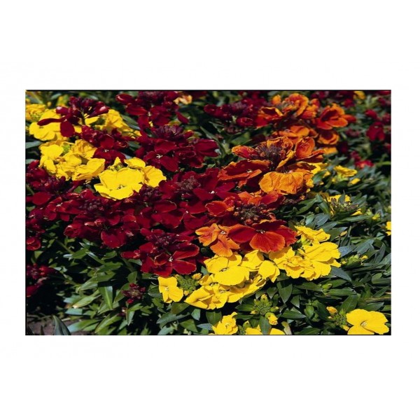 Kings Wallflower Tom Thumb Mixed