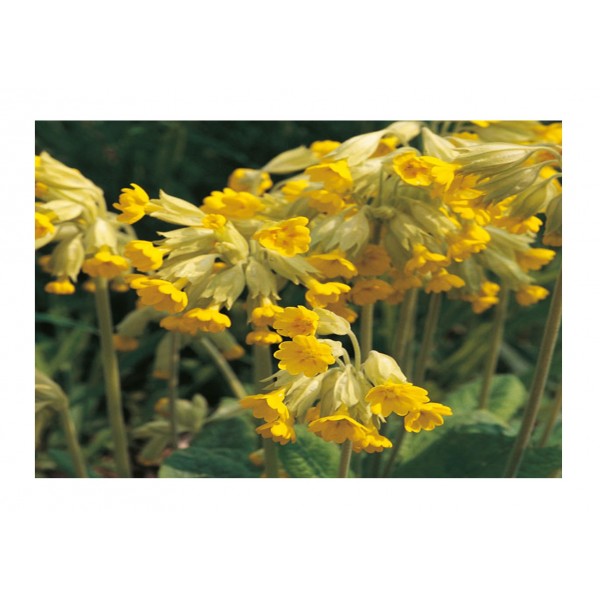 Kings Wild Flower Cowslip