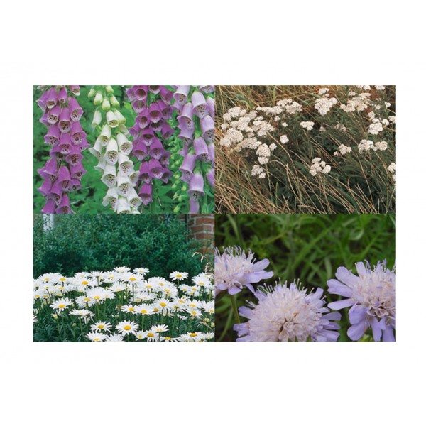 Kings Wild Flower Mix Butterflies & Bees 80/20