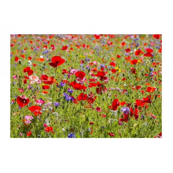 Kings Wild Flower Poppy Field