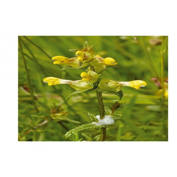 Kings Wildflower Yellow Rattle