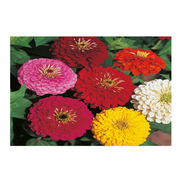 Kings Zinnia Dahlia Flowered Mixed