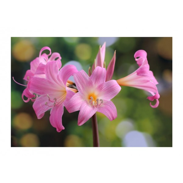 Belladonna (Jersey Lily)