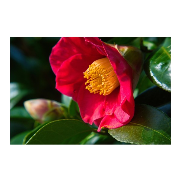 Camellia Dr King 'Special Offer'