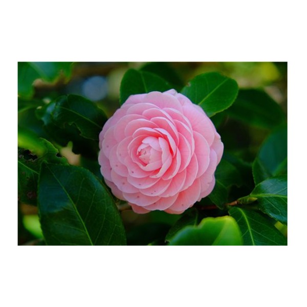 Camellia Roseo Pleno 'Special Offer'