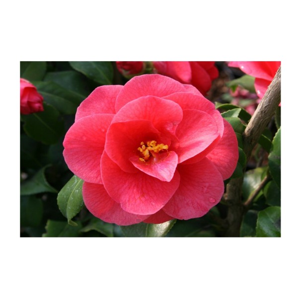 Camellia 'Maria Williams' Special Offer