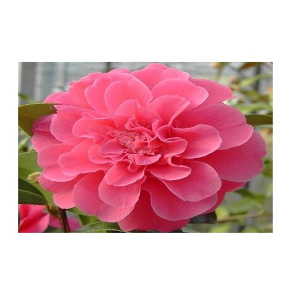 Camelia Tristen Carlyon 'Special Offer'