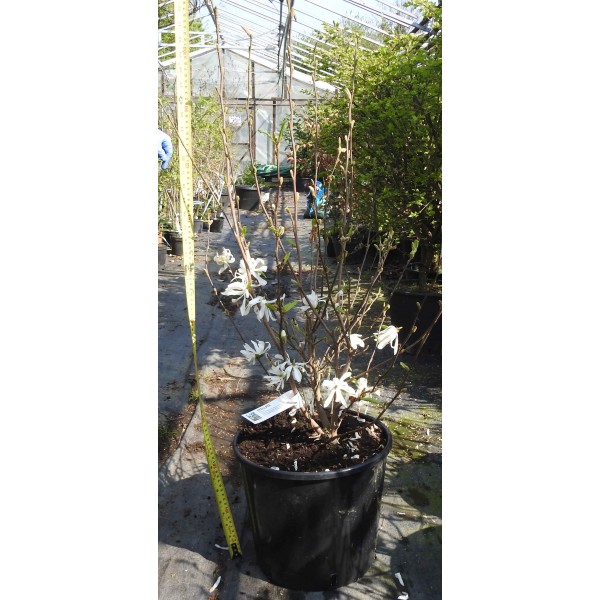 Magnolia Stellata