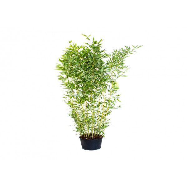 Bamboo - 'Spectabilis' Golden - 200/250 - x1