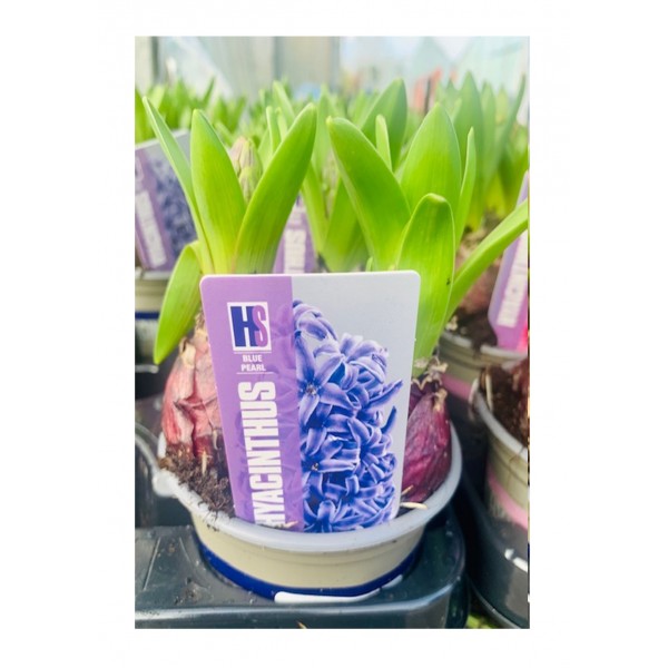 Hyacinth Pearl Blue x3