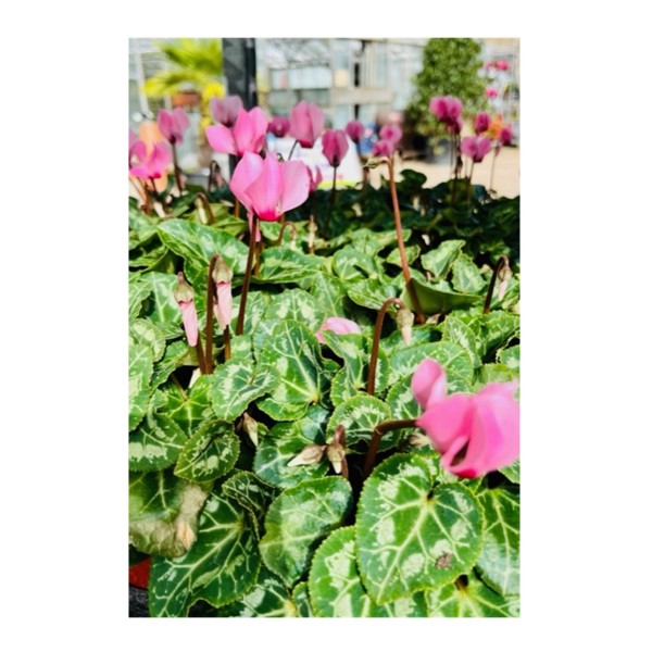 Cyclamen - Light Pink