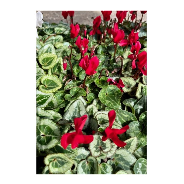 Cyclamen - Red