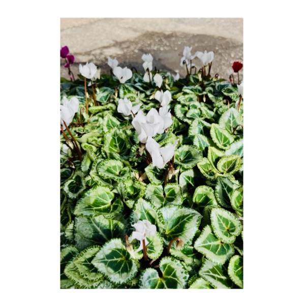 Cyclamen - White