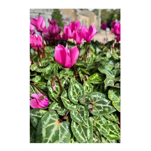 Cyclamen - Pink