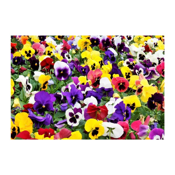 Viola (Autumn / Winter) Tray x6
