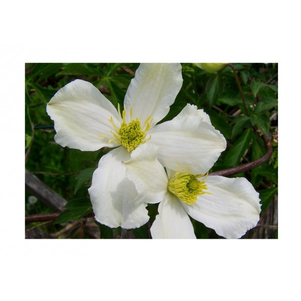 Clematis - Climber -  Cirrhosa Jingle Bells - x1